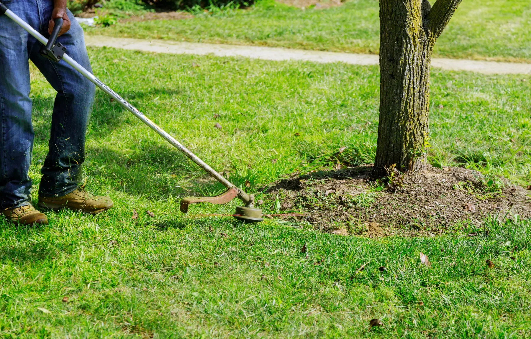 Landscape worker, seen from the waist down wearing blue jeans and brown work boots, using a string trimmer to cut grass aroun