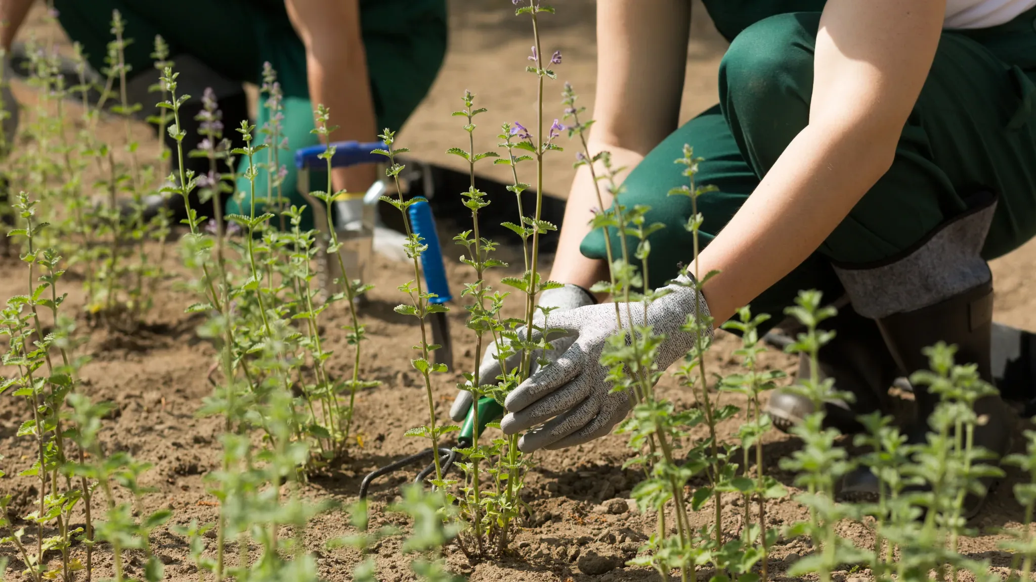Two people in dark green trousers kneel in a densely planted bed of leafy green plants topped with small purple flower spikes